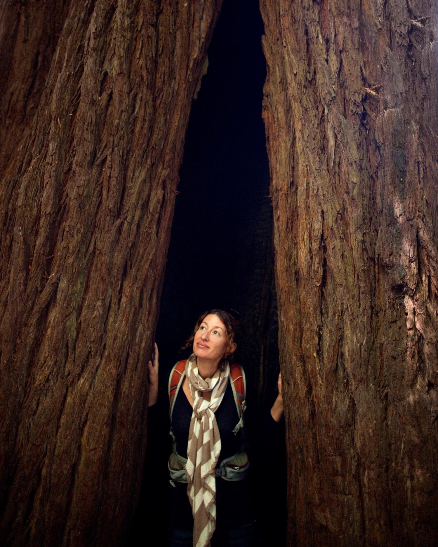 Woman standing inside of giant redwood tree.