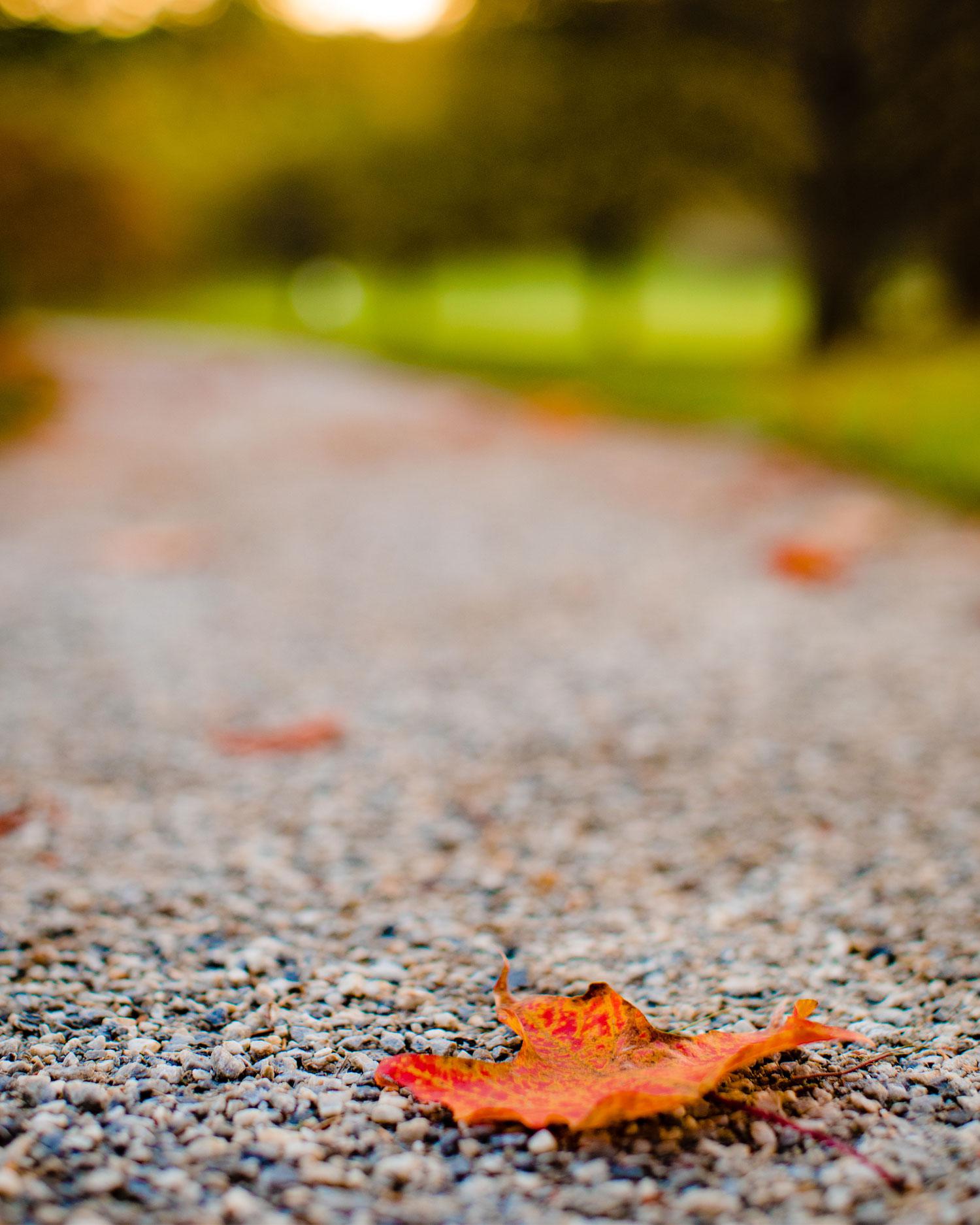 Beautiful Fall leaves resting on a path.