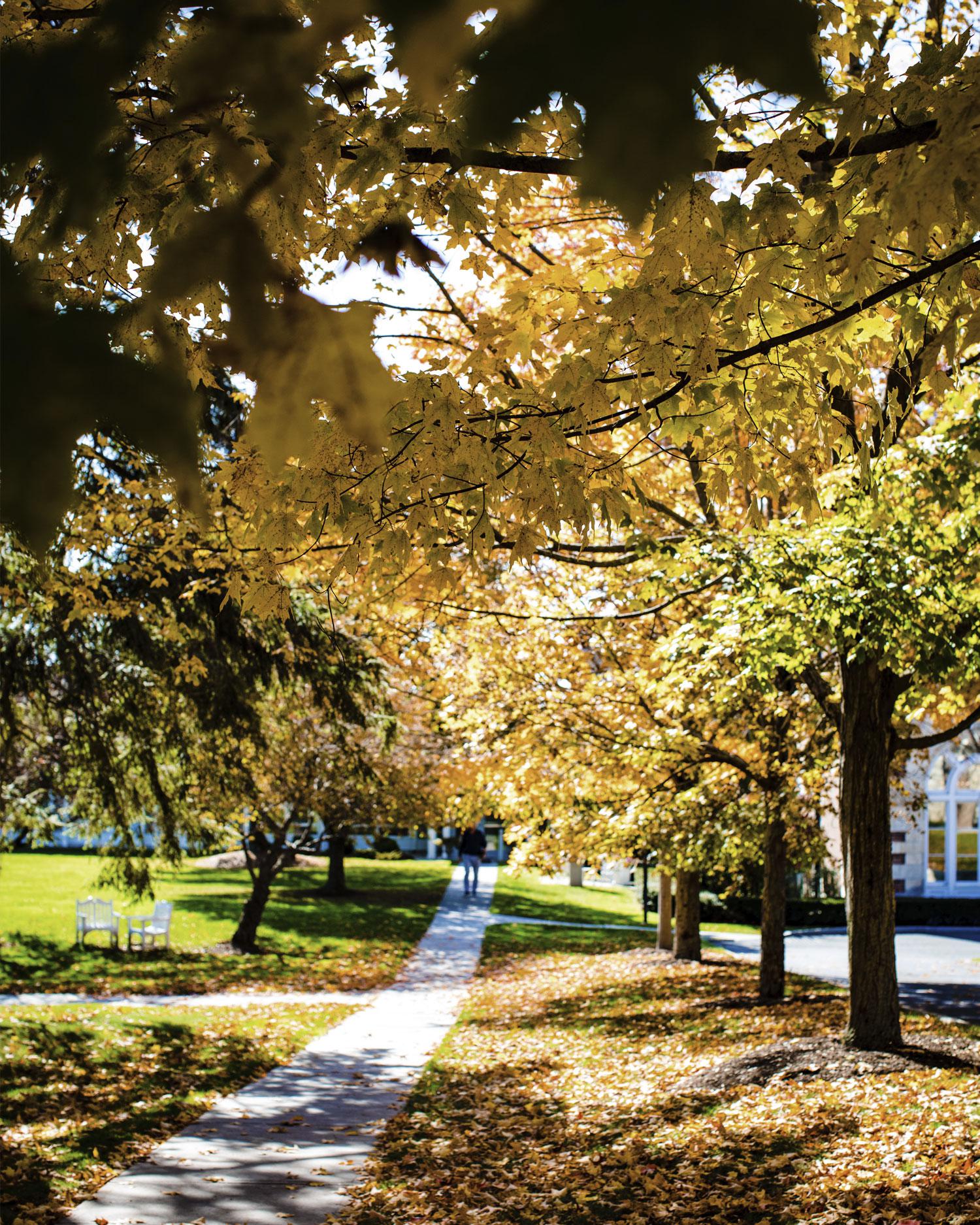 Trees displaying their fall colors over driveway