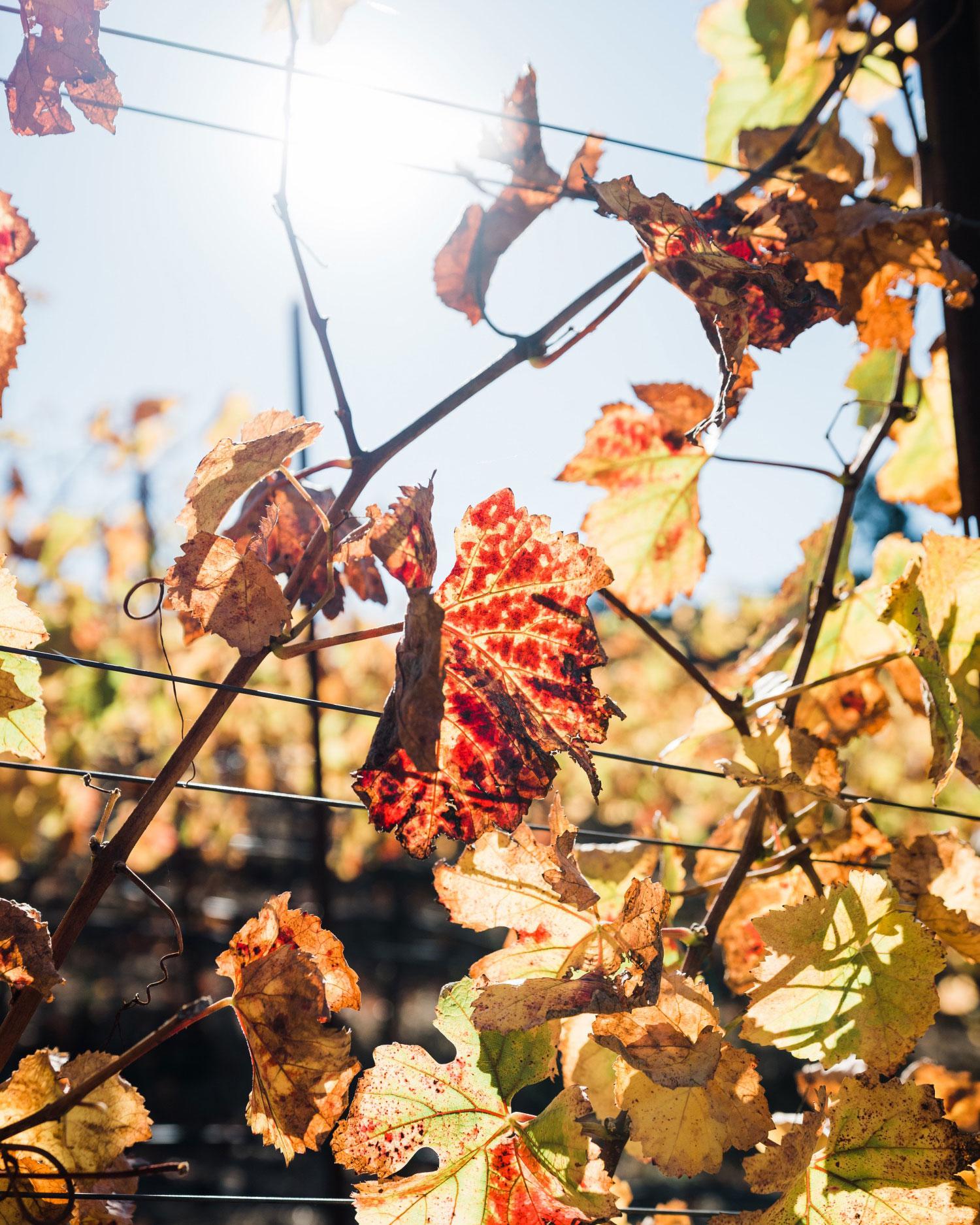 Sun shining through vineyard leaves.