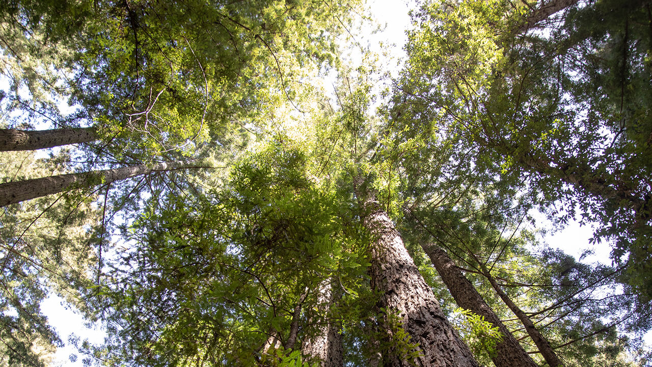 Redwood trees in the sun