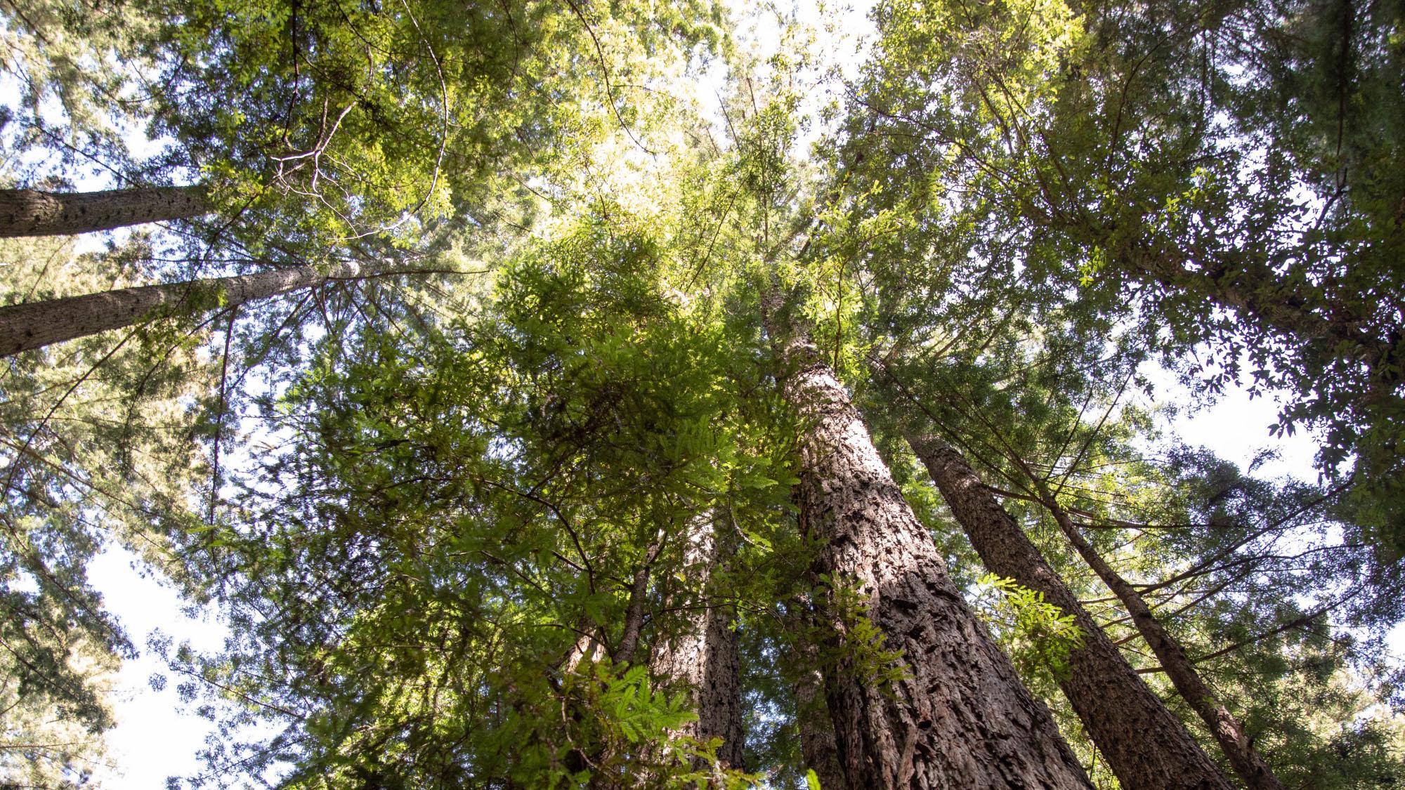 Looking up at trees in forest