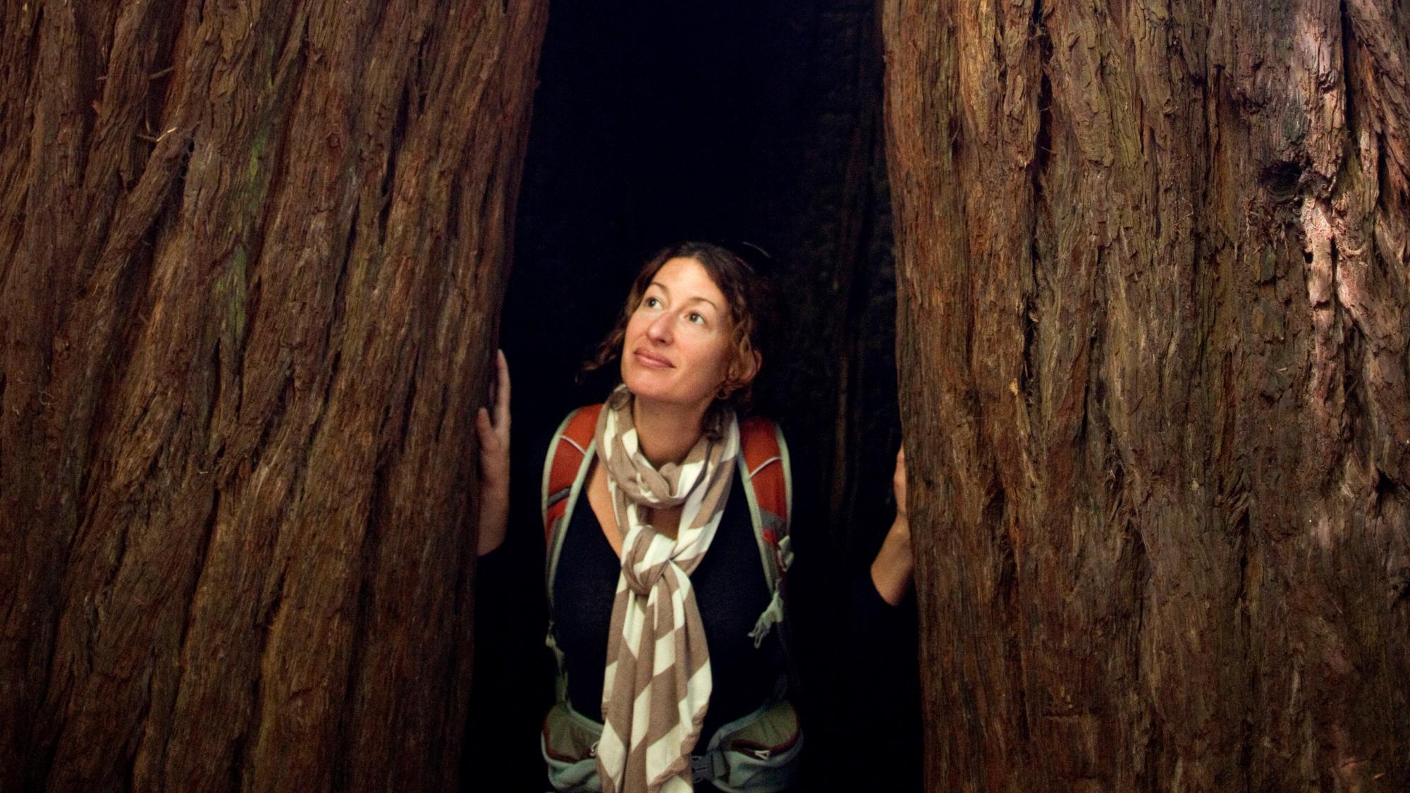 A woman admiring the beauty of a redwood tree