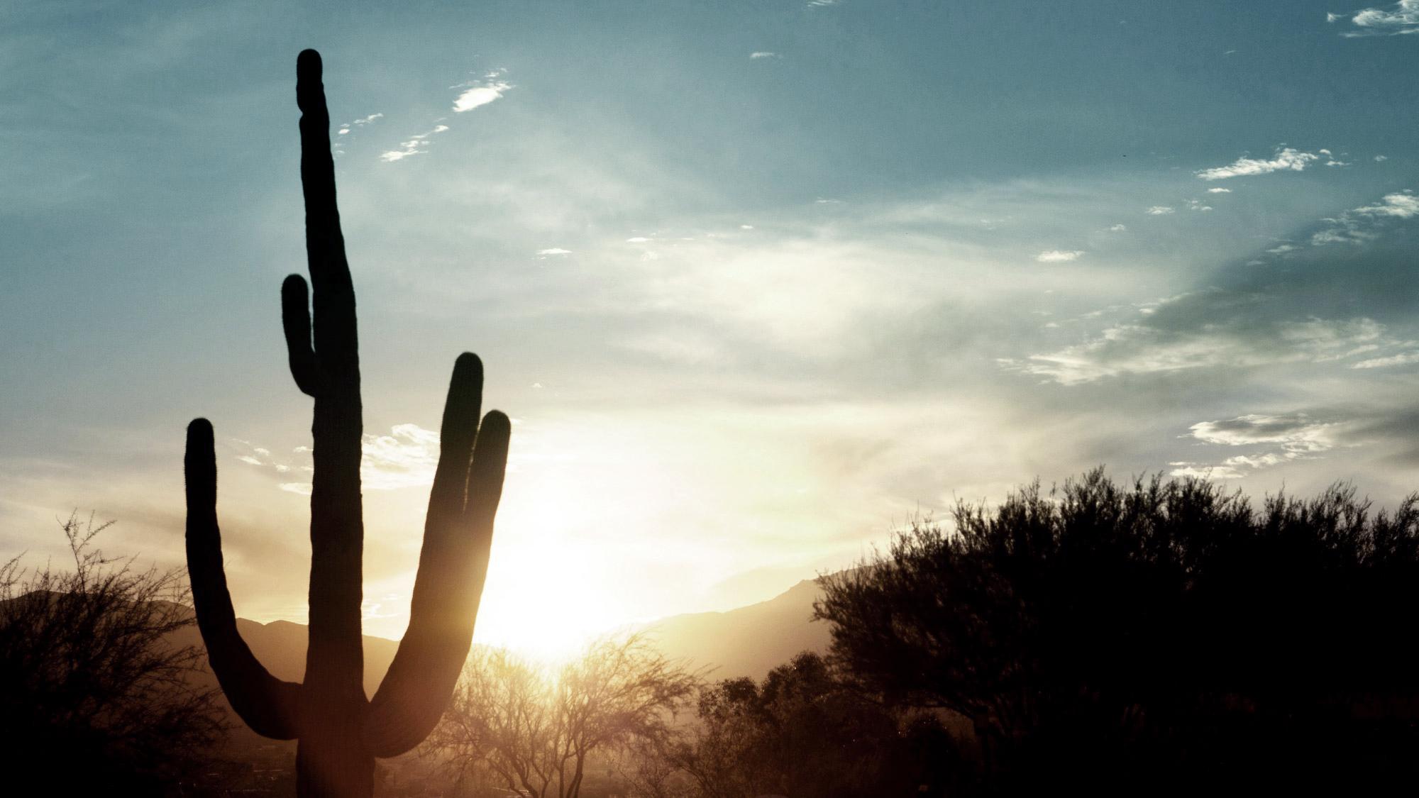 Beautiful new day as sun rises over saguaros in the Sonoran desert.