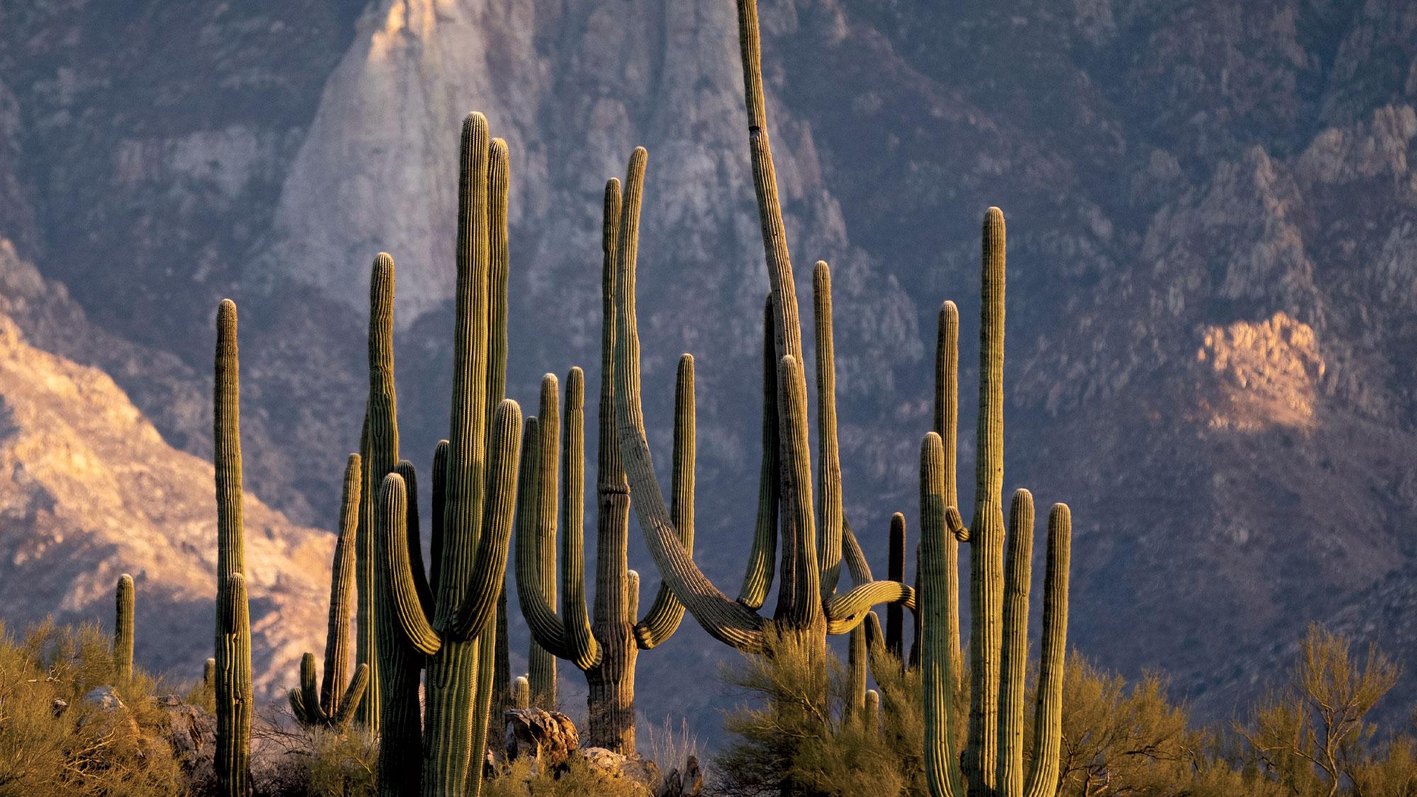 Group of Saguaro Cactus in late afternoon