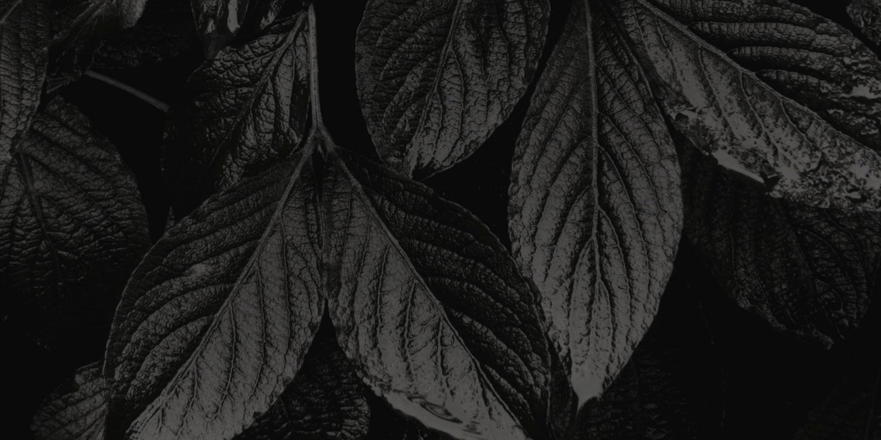 black leaf background