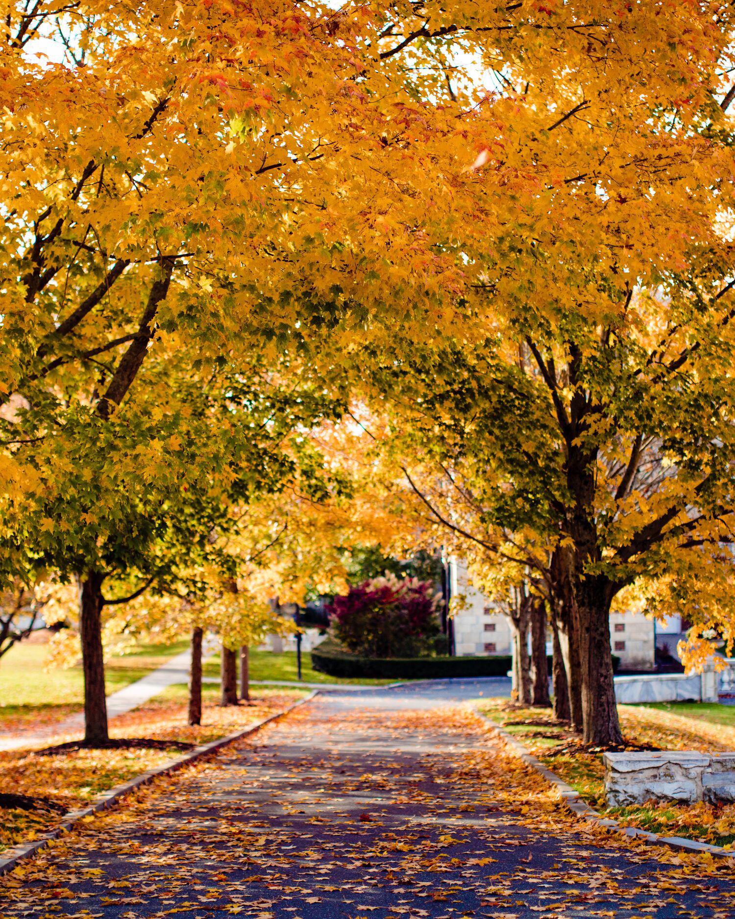 a photo of the drive up to Canyon Ranch in Lenox during fall.