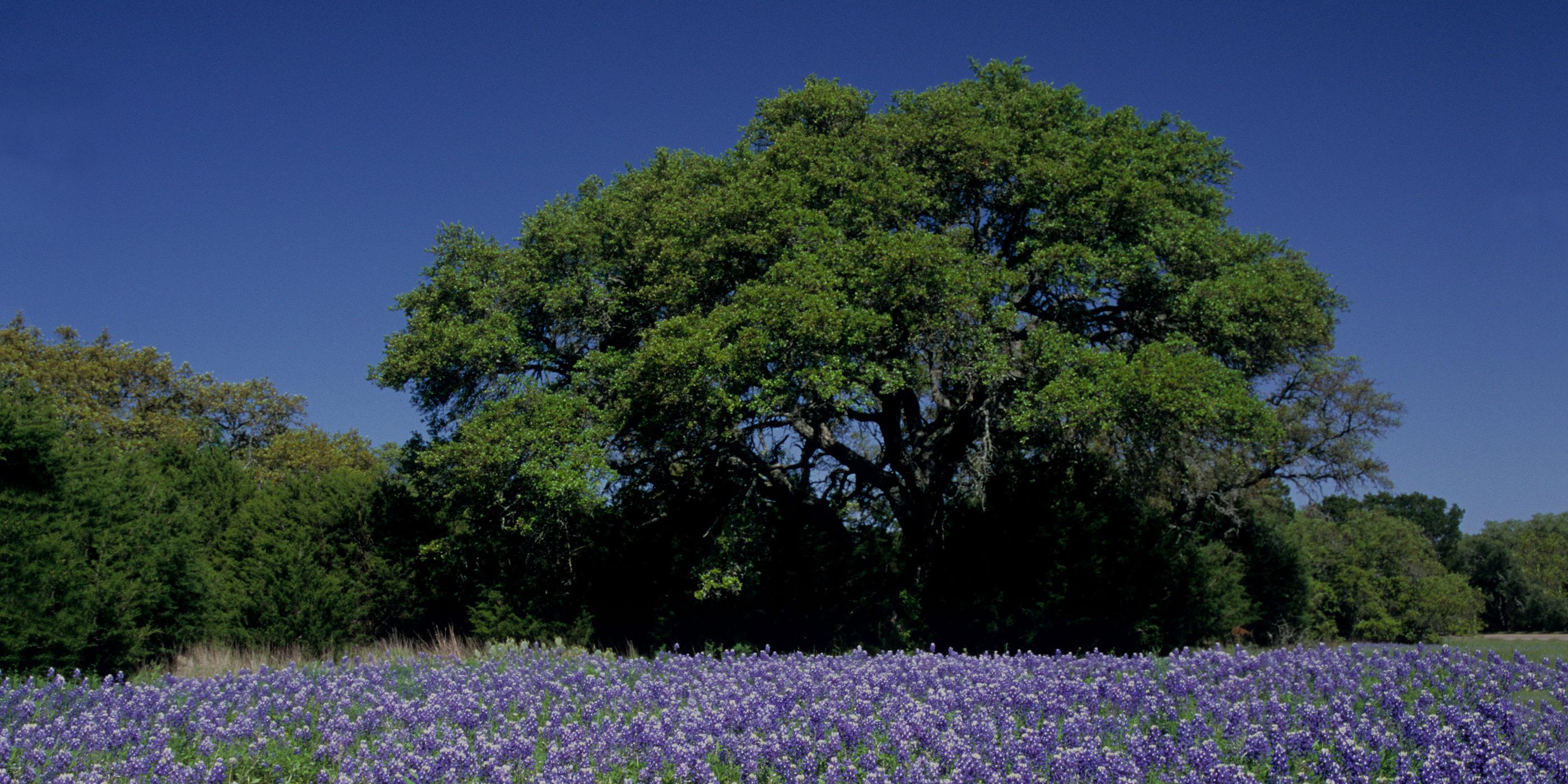 Scenic view in Austin, Texas.
