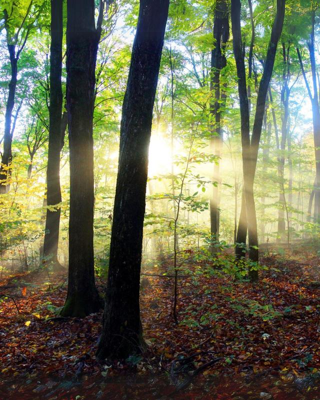 sm_Sunrise_in_the_forest_V