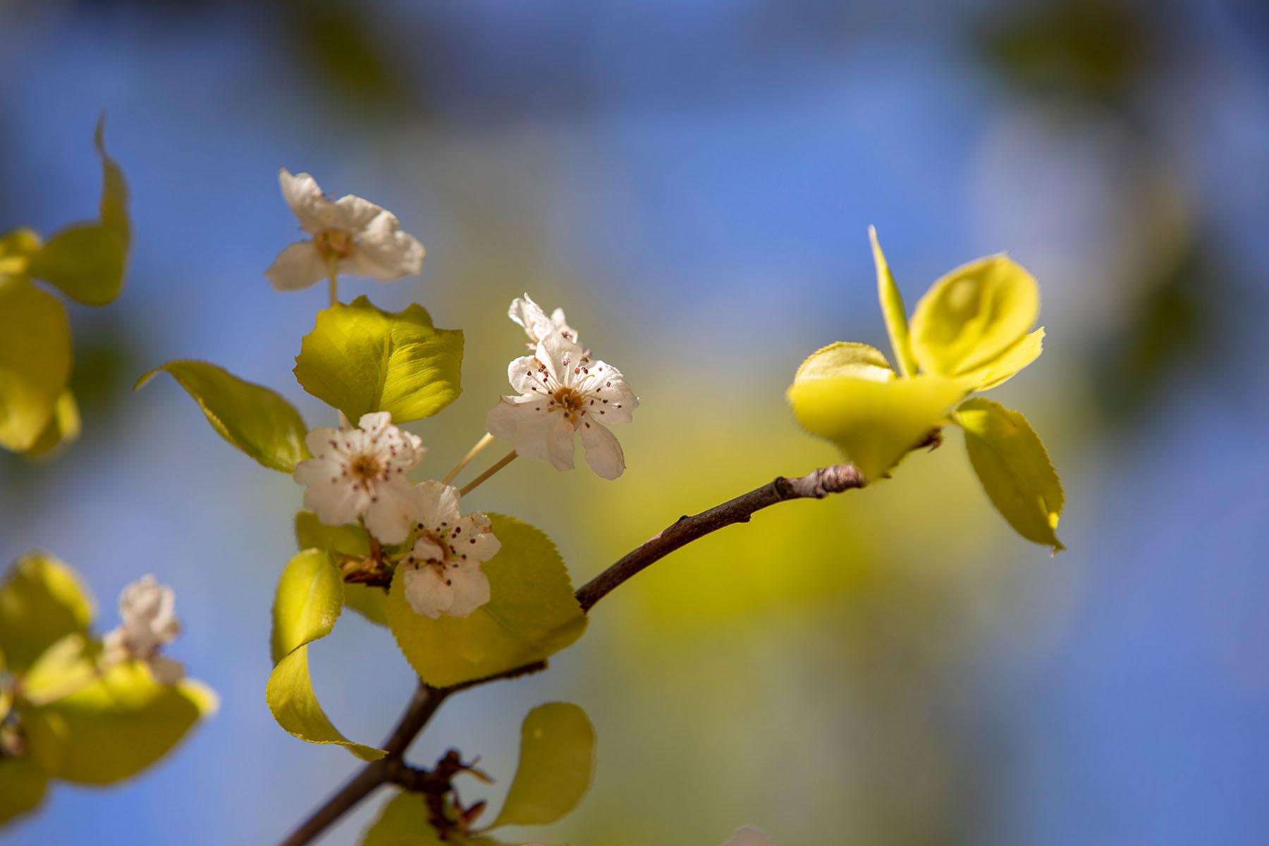 Close-up of white flowers.