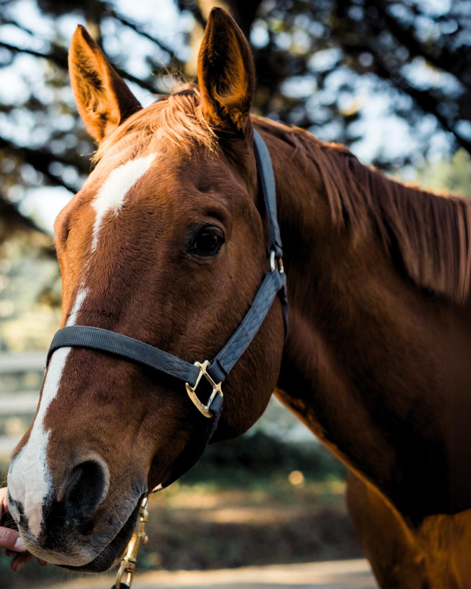 the head of a horse
