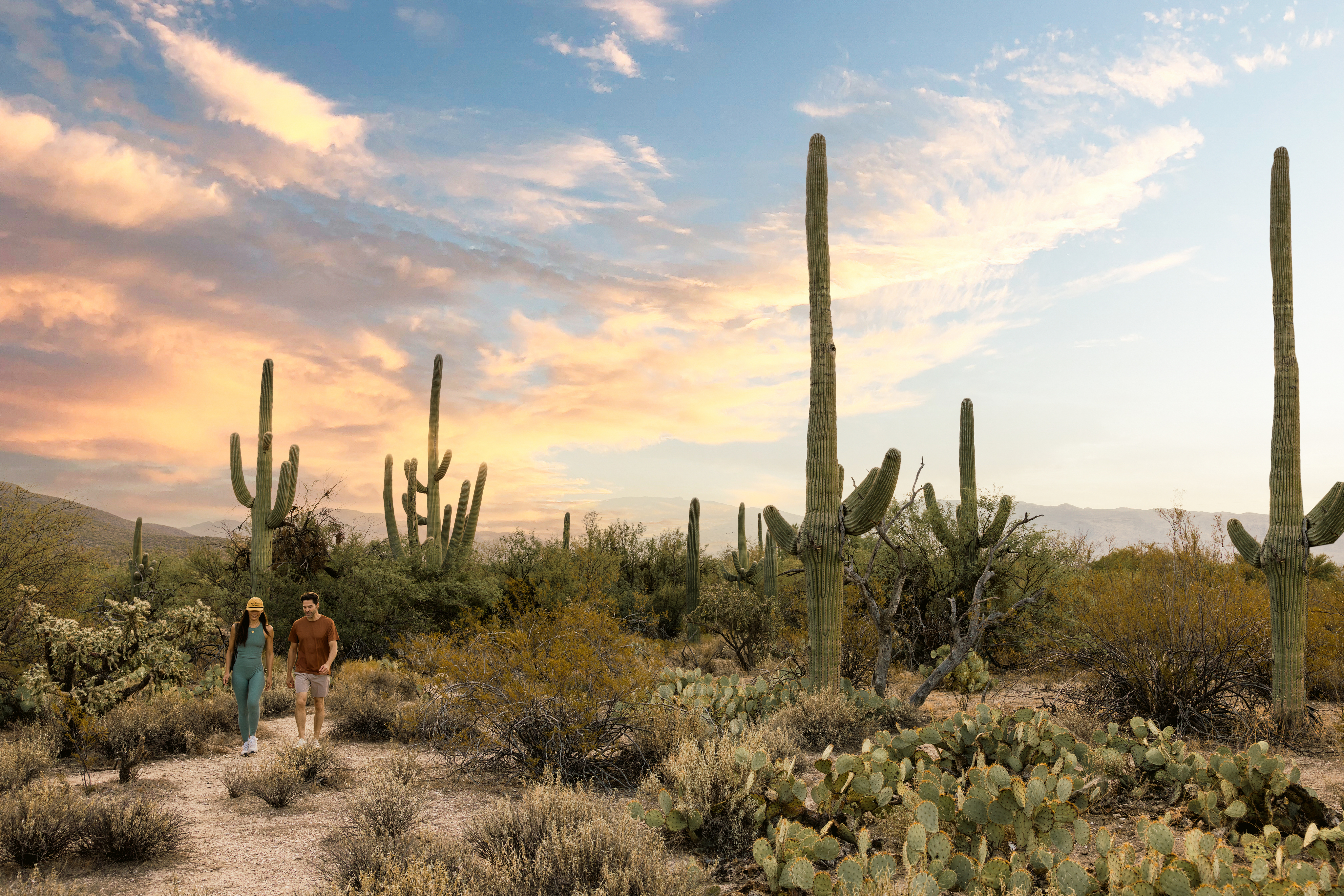 Iconic Saguaro Cacti