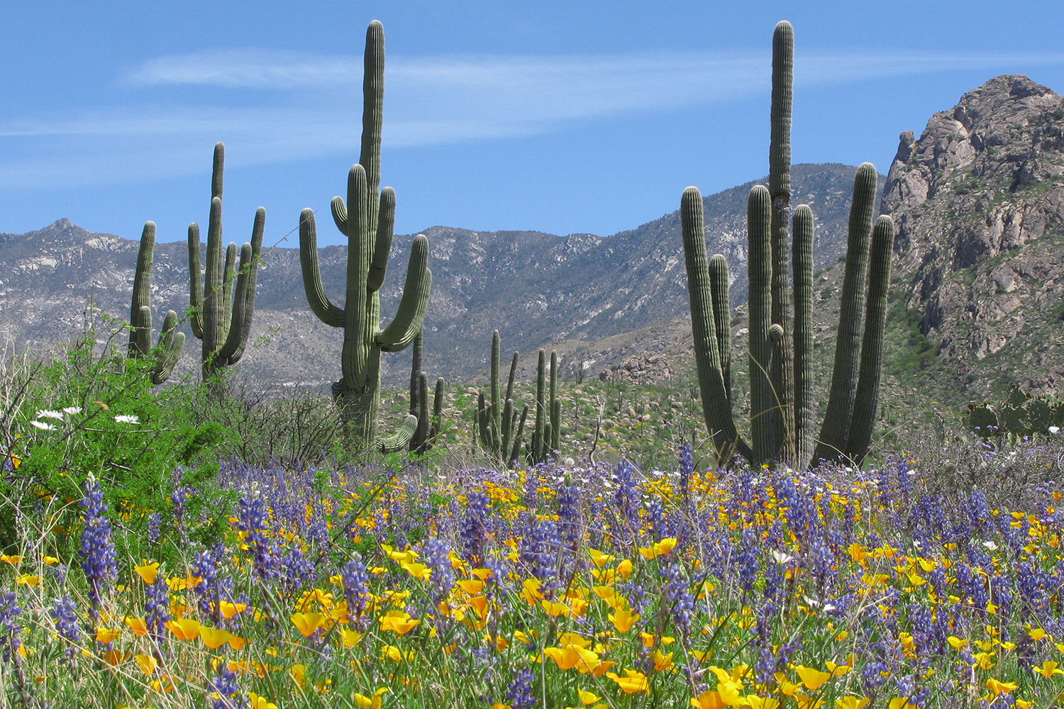 the Sonoran desert in the spring
