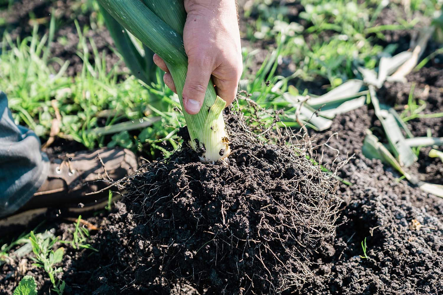 a hand pulling a plant out of the ground