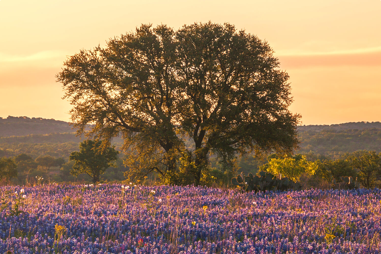 An old oak tree in a feild of bluebonnets