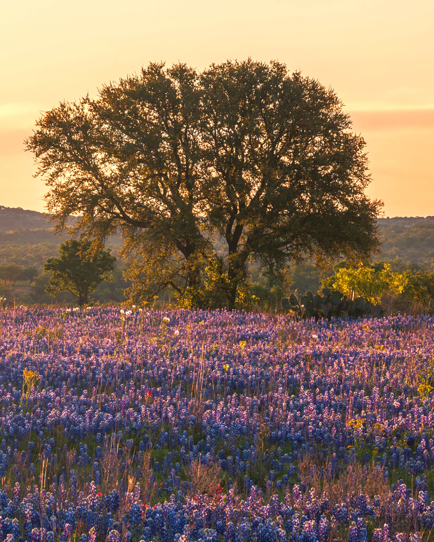 An old oak tree in a feild of bluebonnets