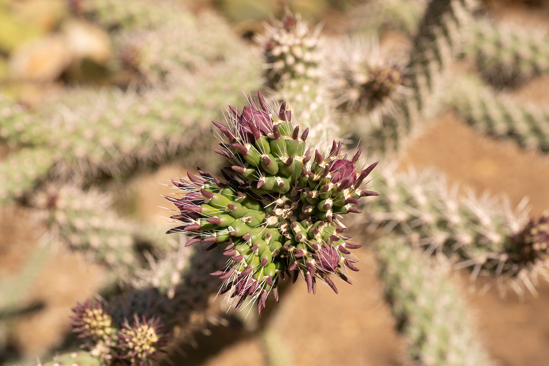 Cholla Bud Salad 