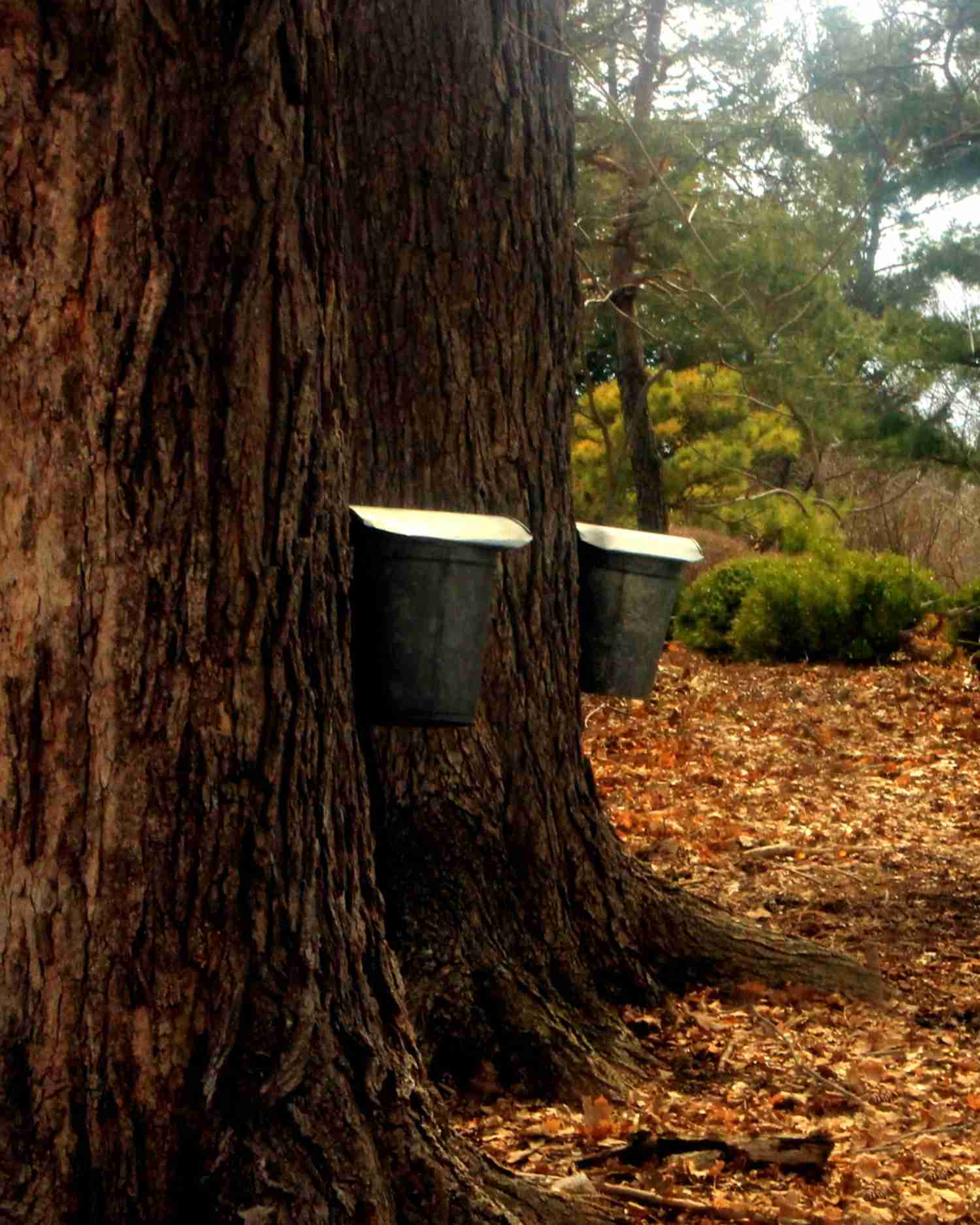 a maple tree with a sap tap