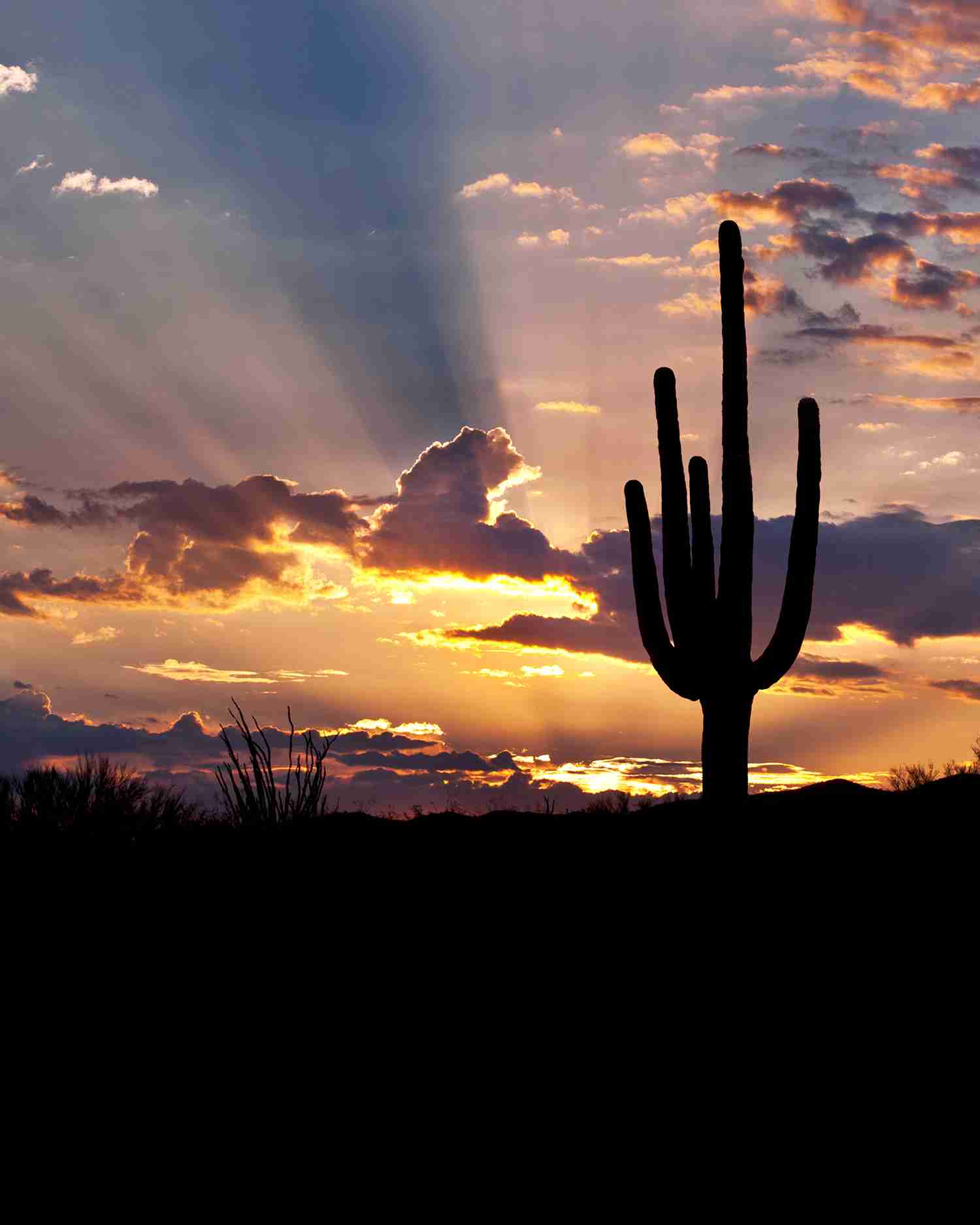 the Sonoran Desert at sunset