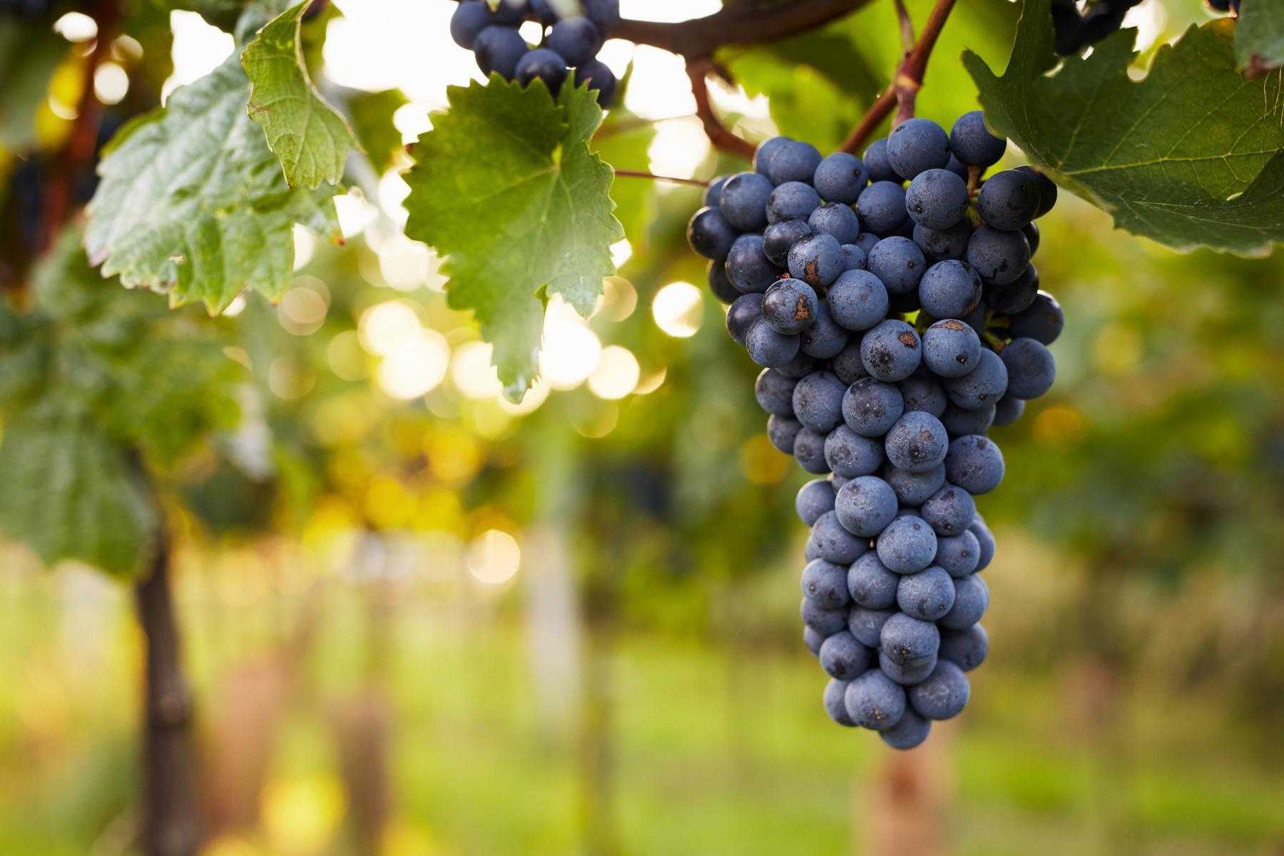 A close-up of grapes on a vine.