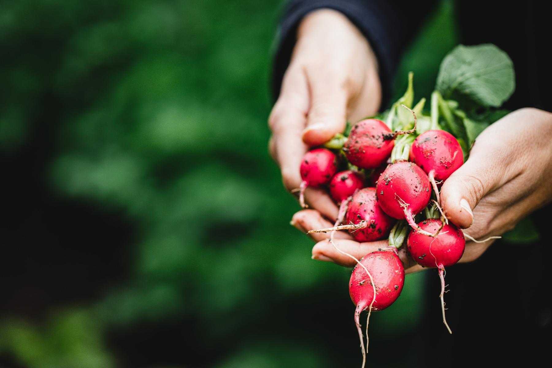 close-up of hands holding freshly harvested radishes