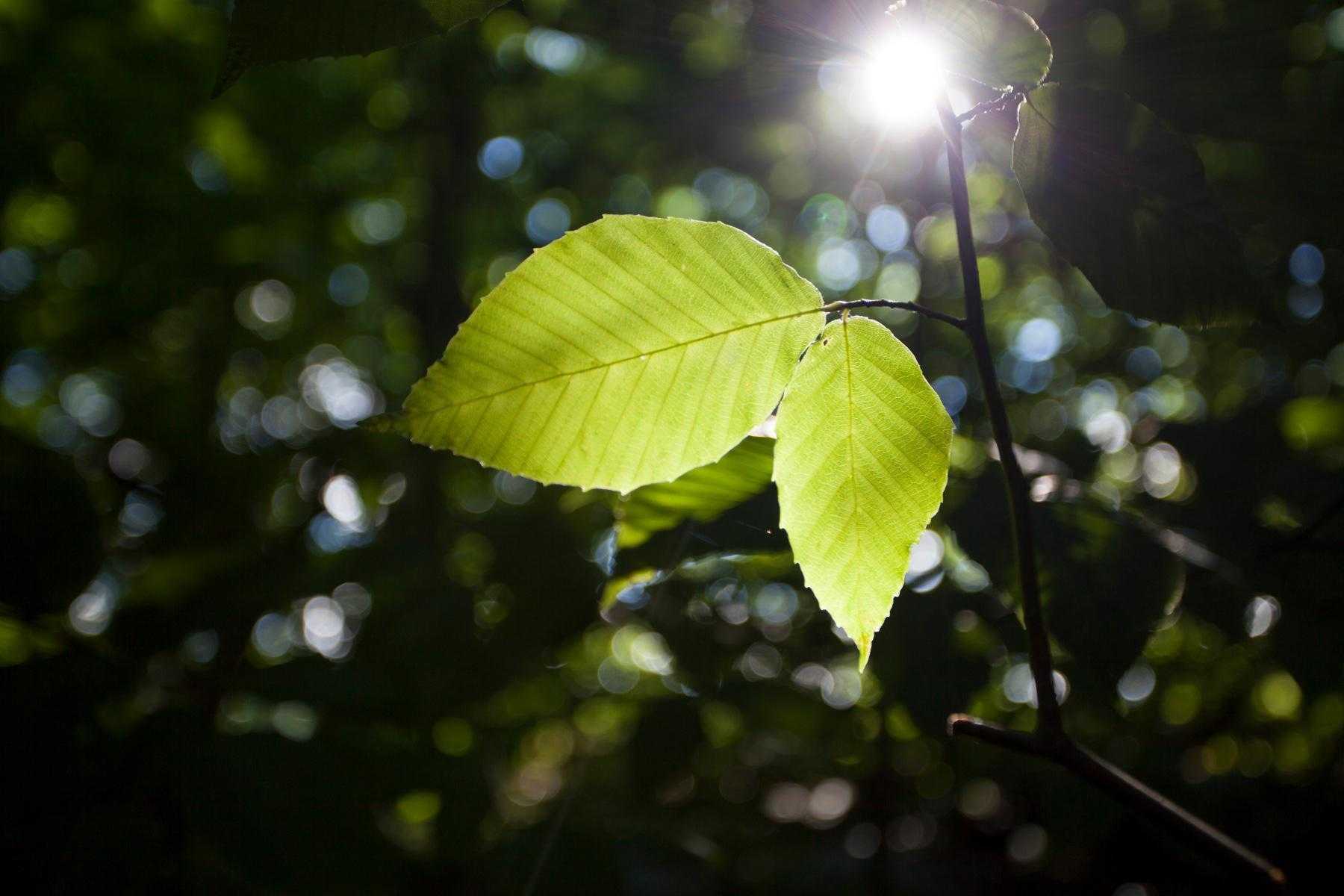A close-up of two leaves.