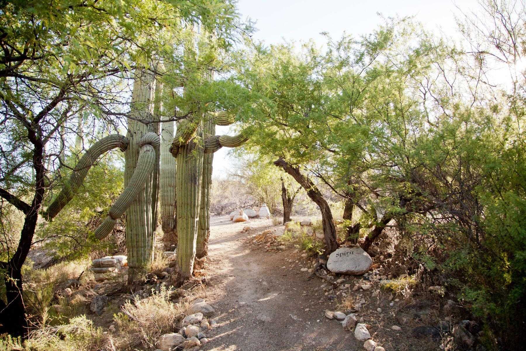 A desert hiking path surrounded by mesquite trees and cacti.