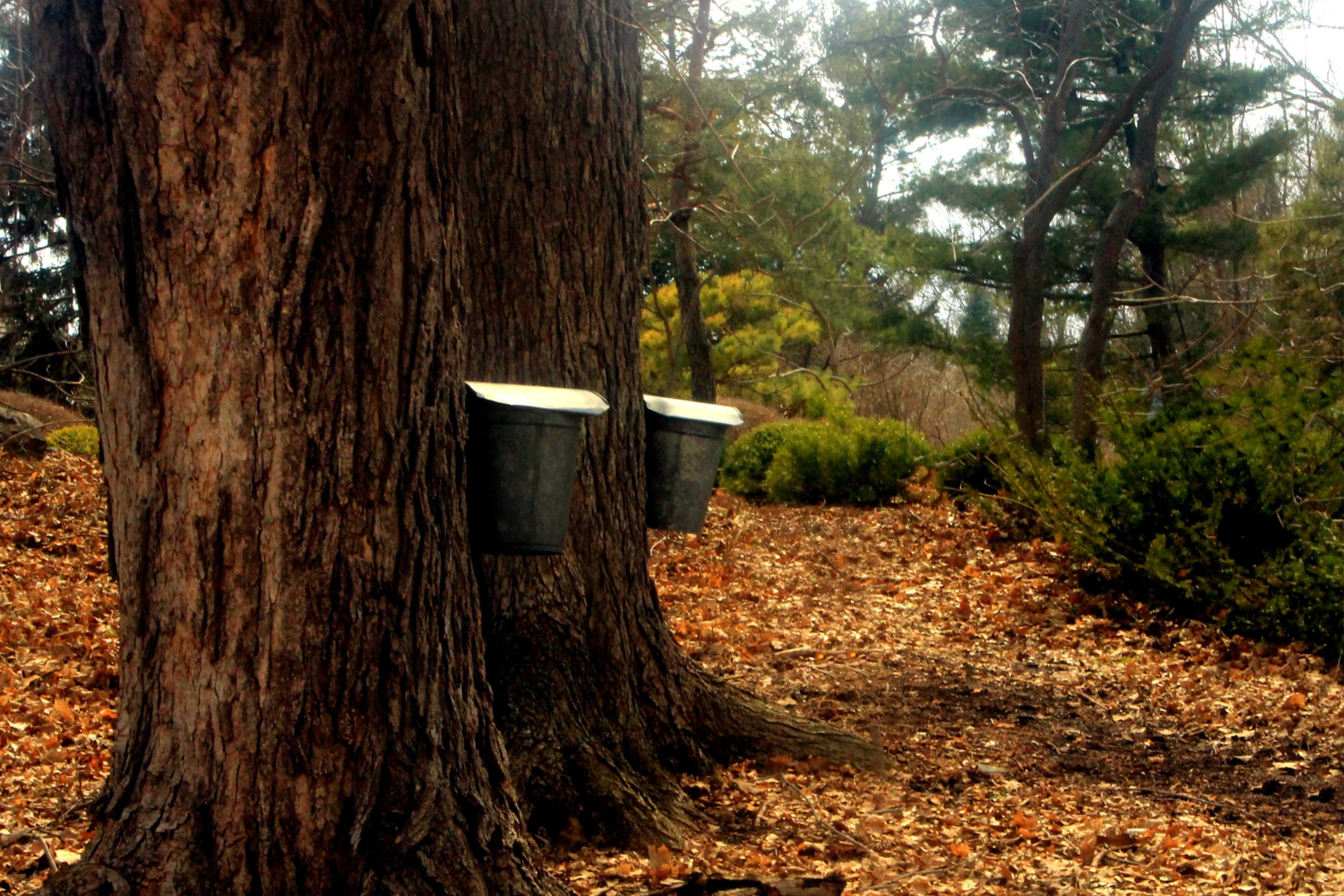 a maple tree with a sap tap