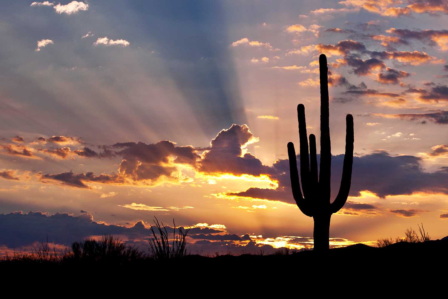 the Sonoran Desert at sunset