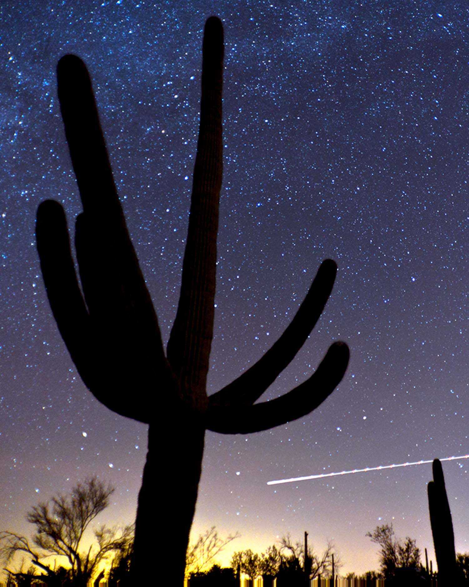 A cactus against a night sky background