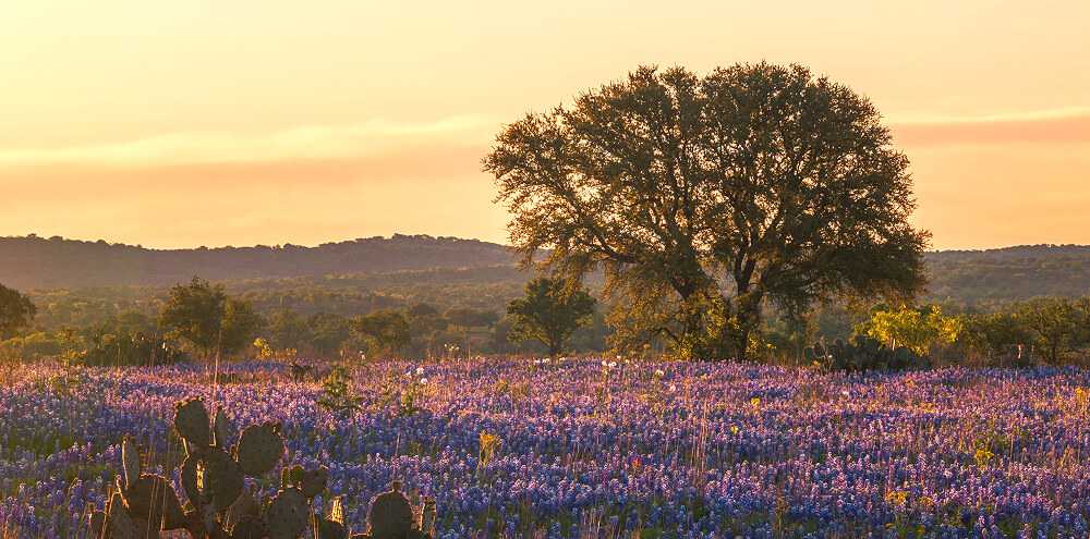 Tree in field of purple flowers in Austin hill country