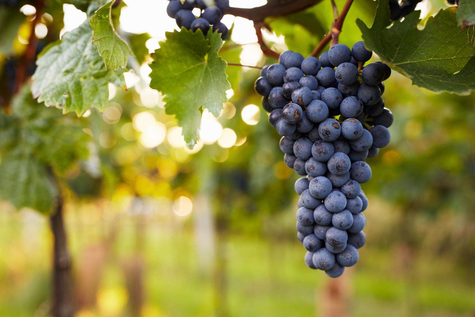 A close-up of grapes on a vine.
