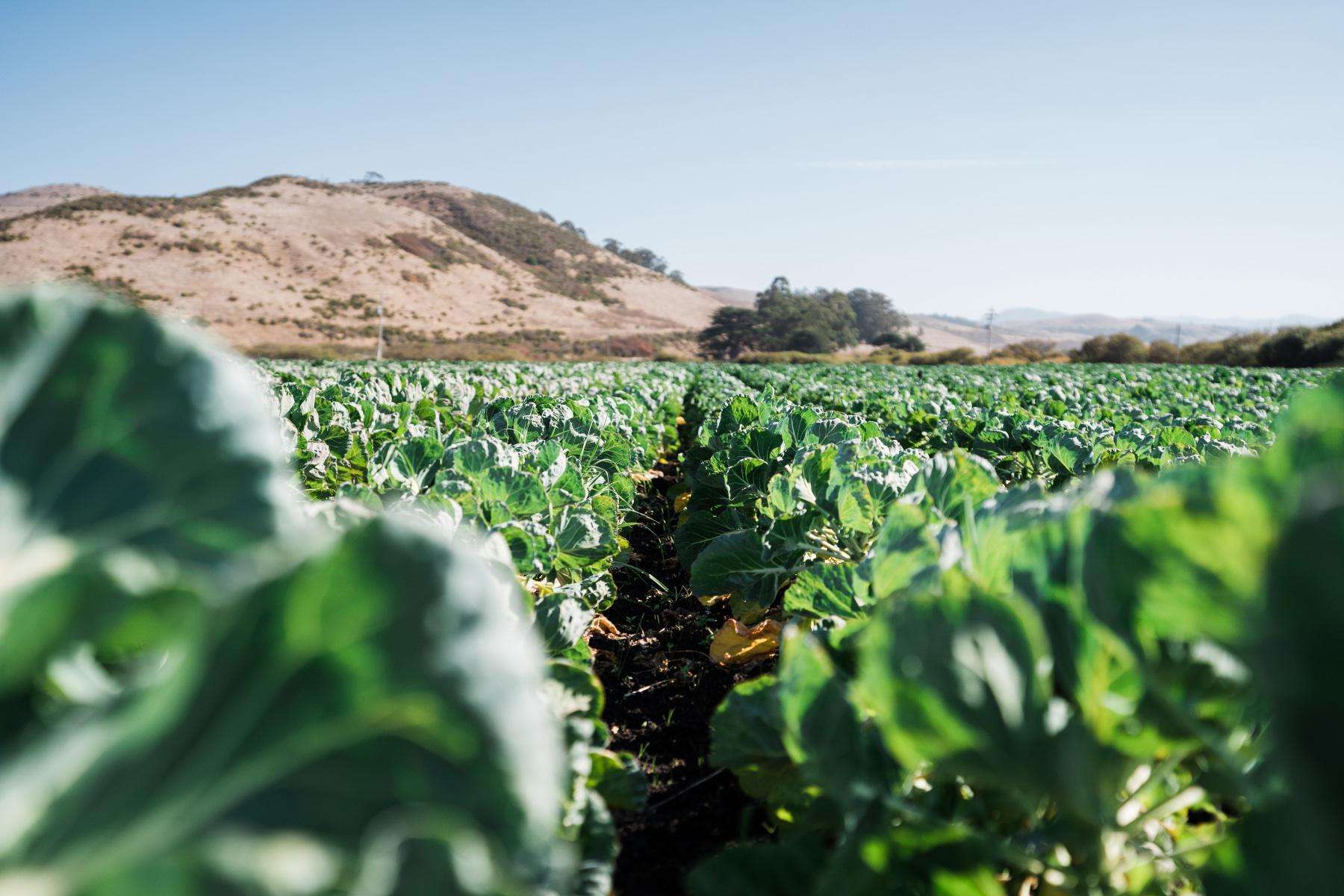 Close-up of green crops on farm with mountains and blue sky in the background.