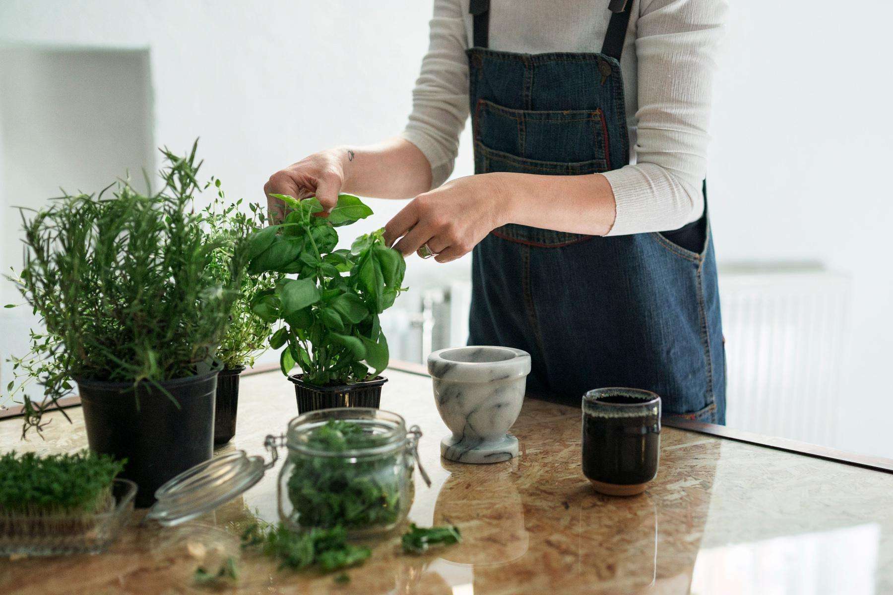 woman trimming basil surrounded by herbs in kitchen