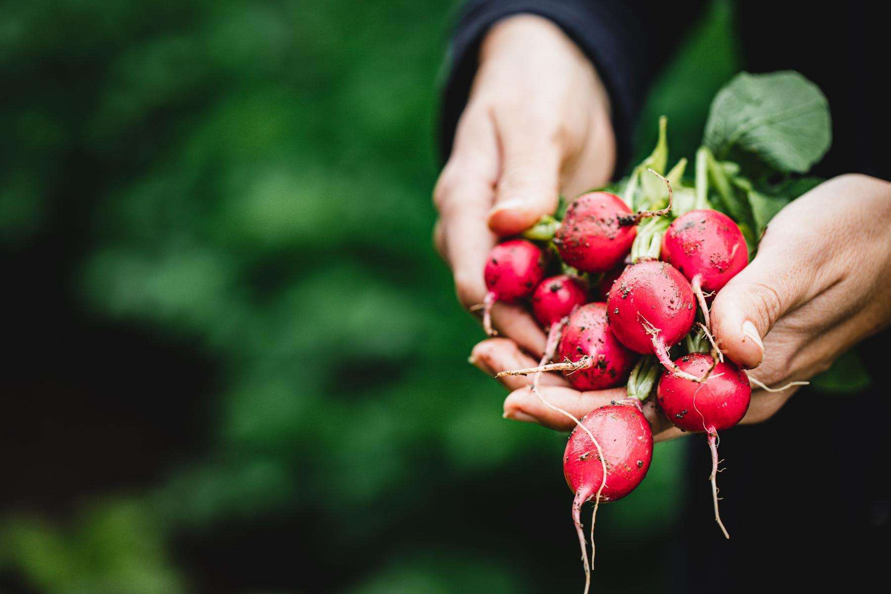 close-up of hands holding freshly harvested radishes
