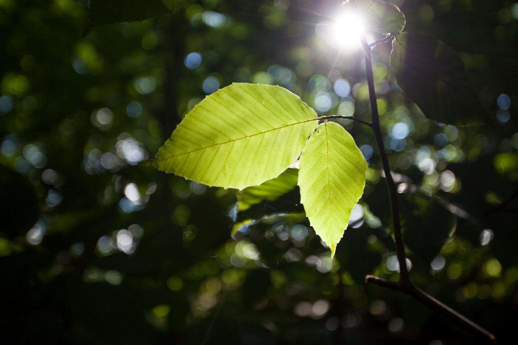 A close-up of two leaves.