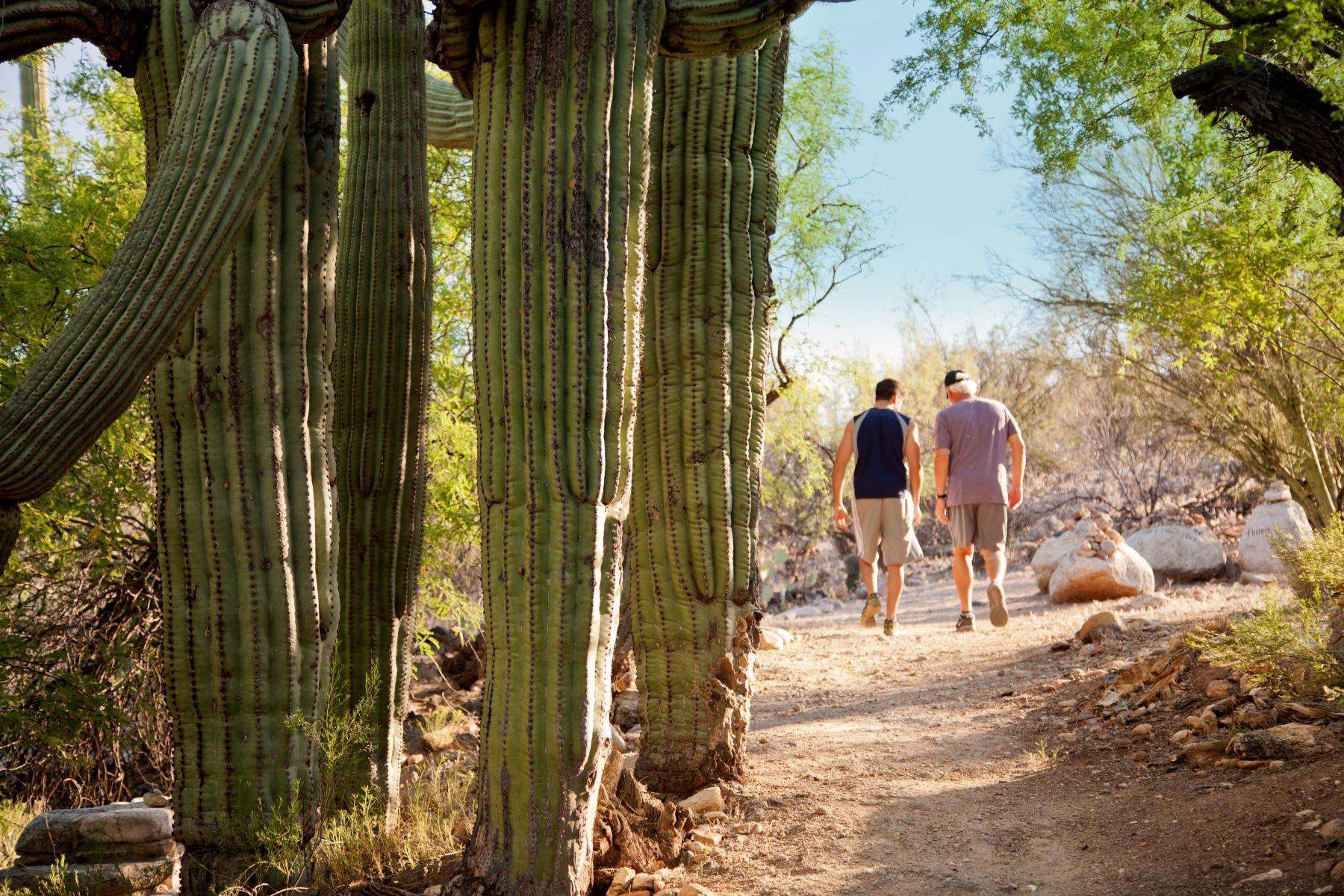 two men walking by large cactus in desert
