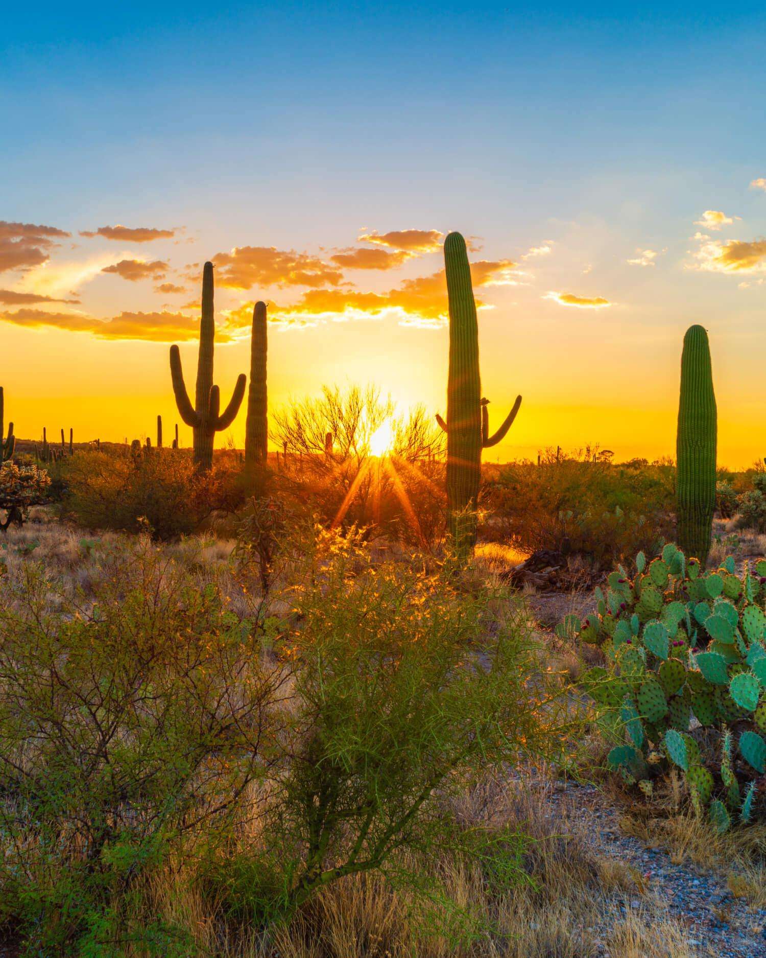 the sunset in the Sonoran Desert