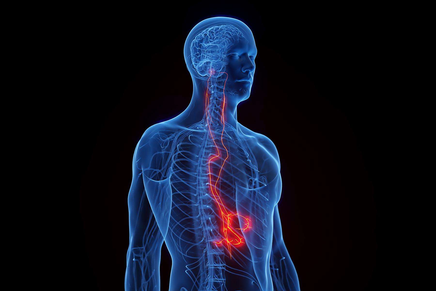 a graphic of the human nervous system