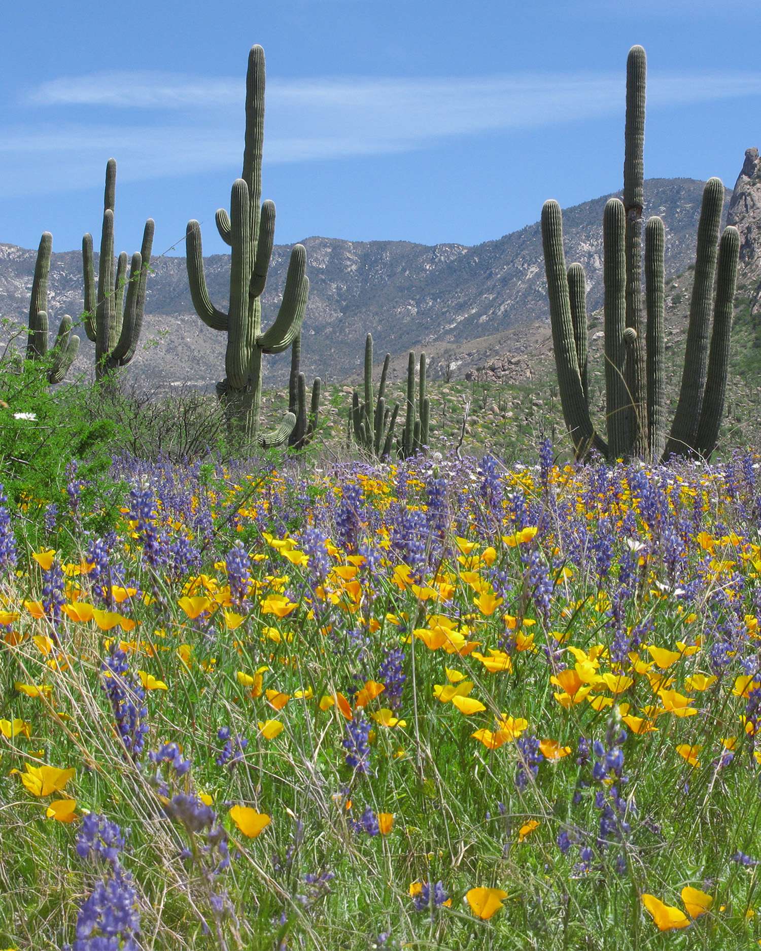 the Sonoran desert in the spring