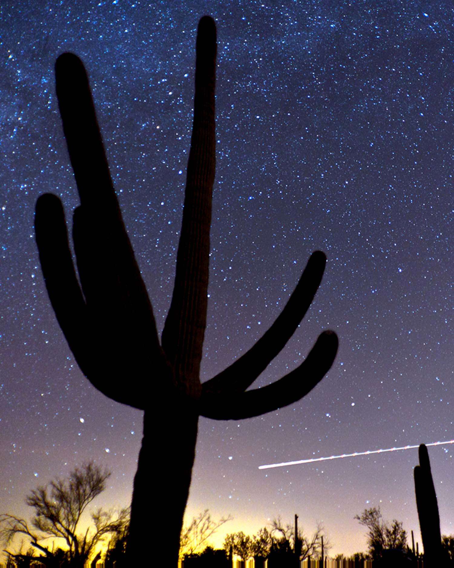 A cactus against a night sky background