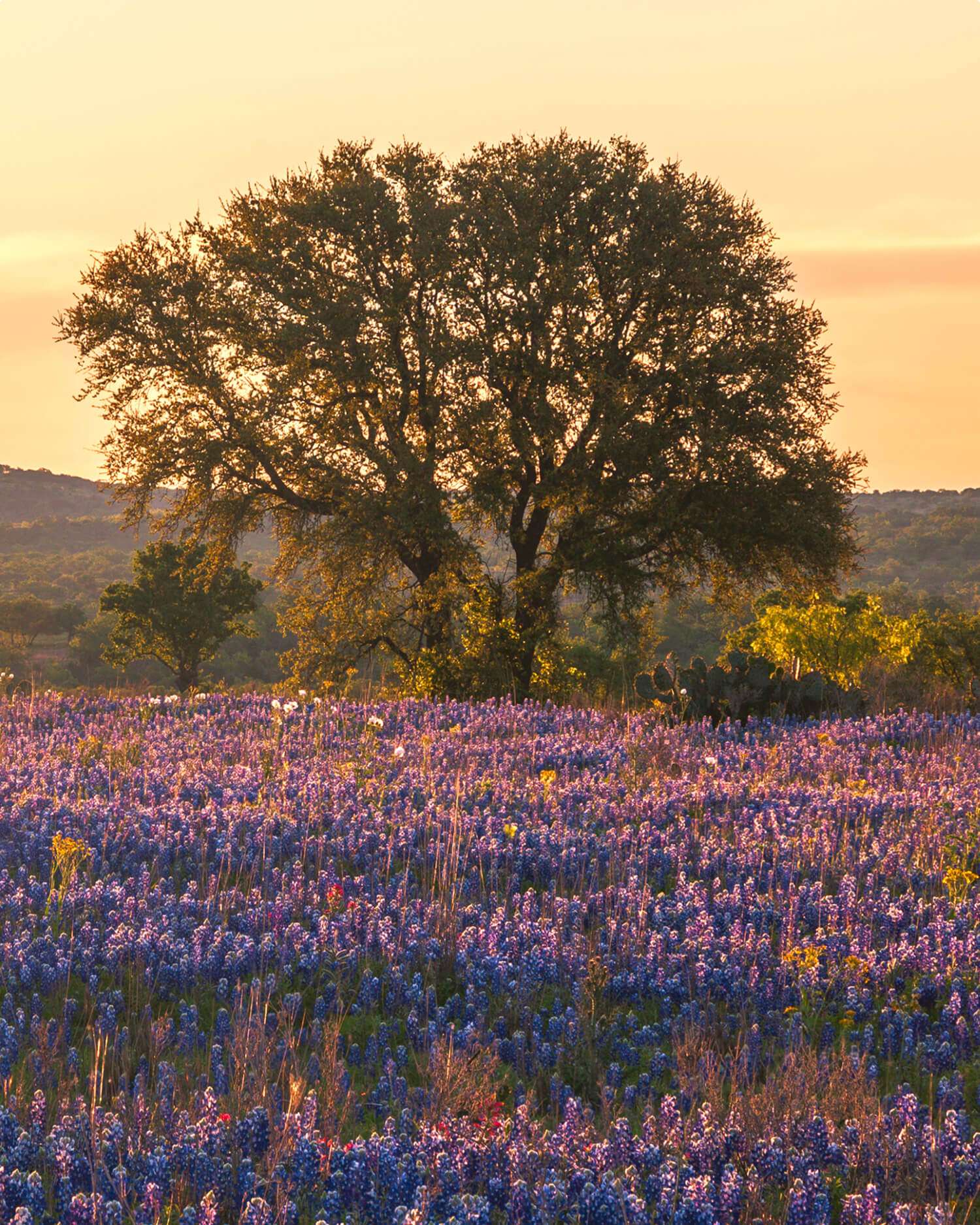 An old oak tree in a feild of bluebonnets