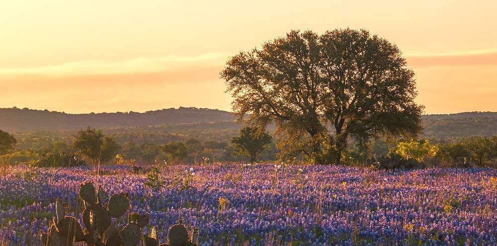 Tree in field of purple flowers in Austin hill country