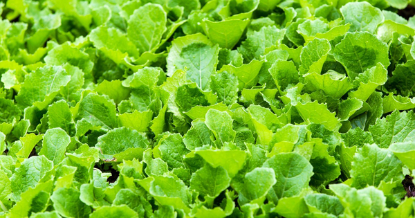 Sautéed Mustard Greens Canyon Ranch