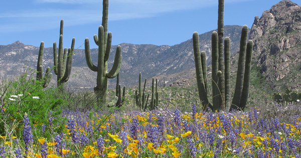 Tucson Wildflower Week: Desert Bloom | Mar. 2026