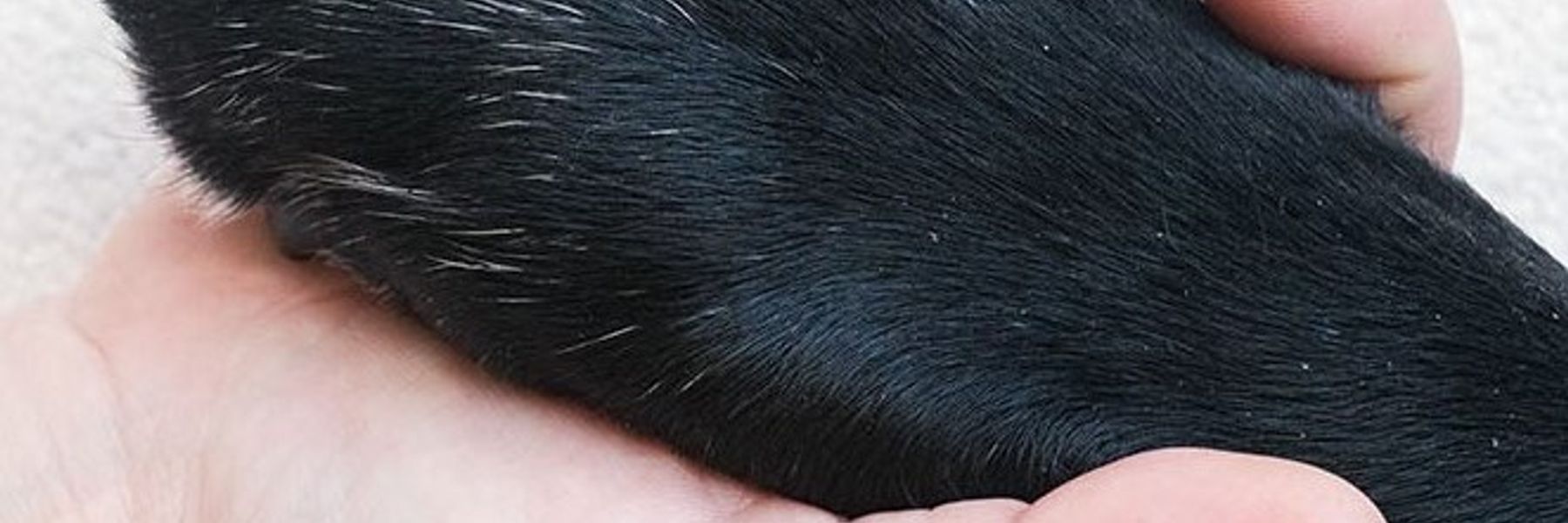 Paws for Life Testimonials