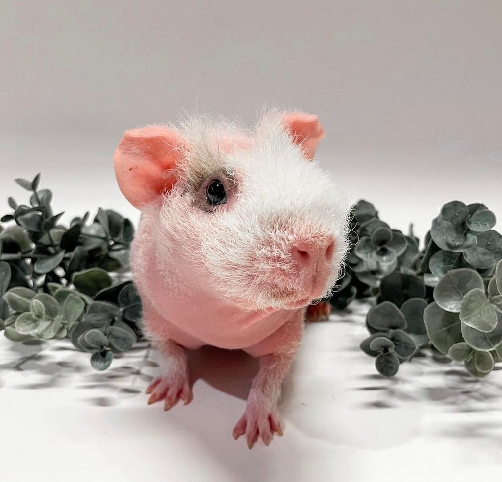 Picture of a colorful Parrot perched on a wooden stand