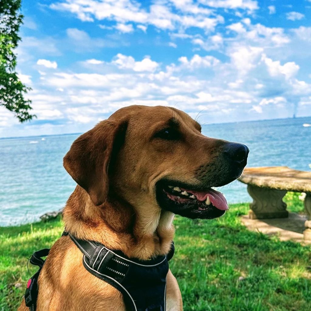 Golden Retriever posing by a spot on Hoover Dam