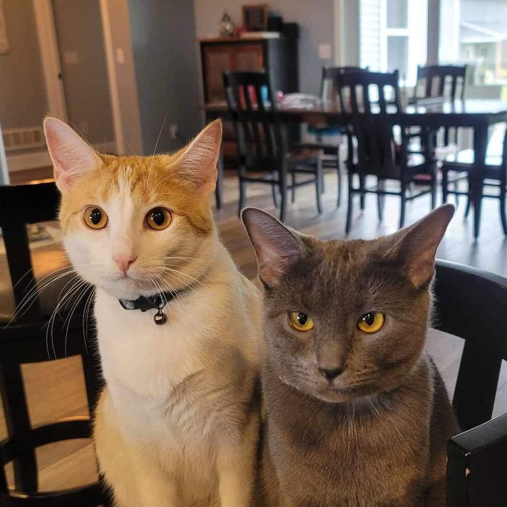 Dog and Cat cremation Ohio