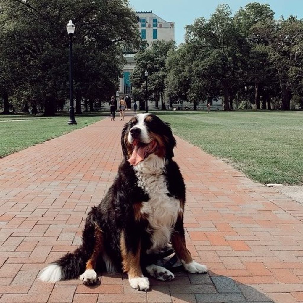 Large breed dog posing in front of the Ohio State Library